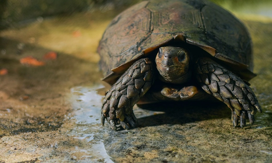 <p>Digagalkan, Penyelundupan Puluhan Kura-kura Ambon</p>