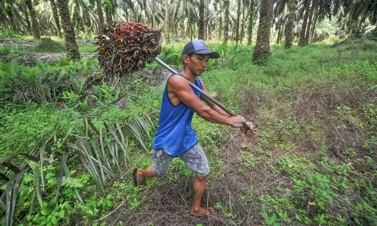 <p>Singgung Program Prabowo, Mendag Tak Takut Dengan Kebijakan Sawit Eropa</p>