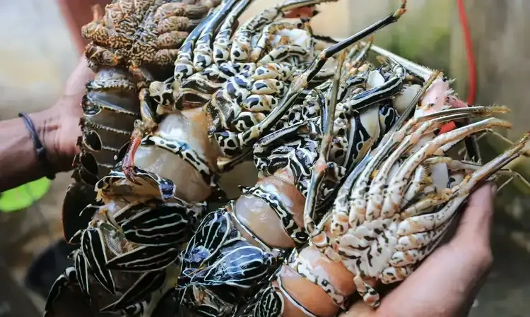 <p>Vietnam Sukses Budi Daya Lobster, Menteri KP: Benihnya 100% Dari RI</p>