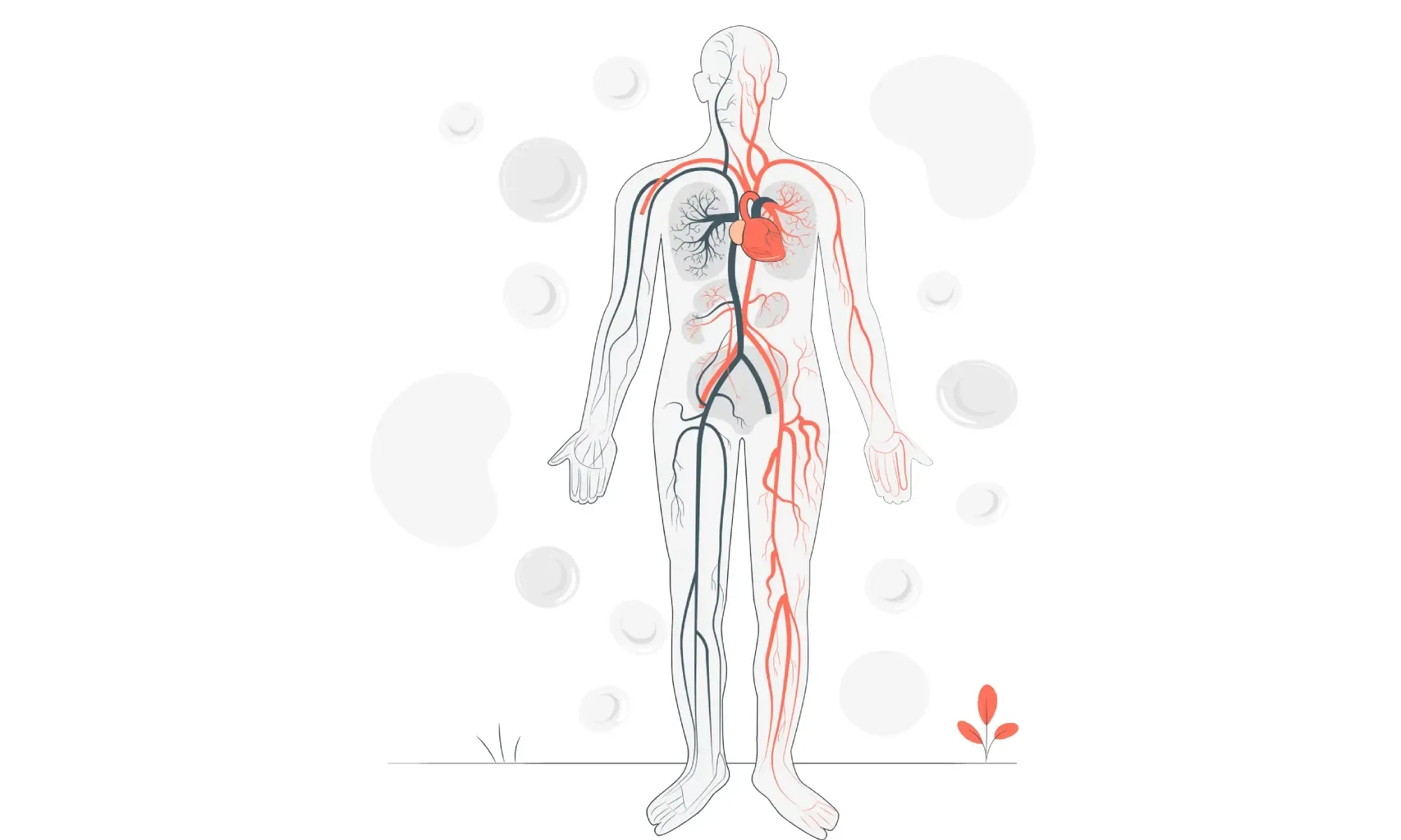 <p>Mengenal Aneurisma Aorta, Pelebaran Pembuluh Darah Yang Mematikan</p>