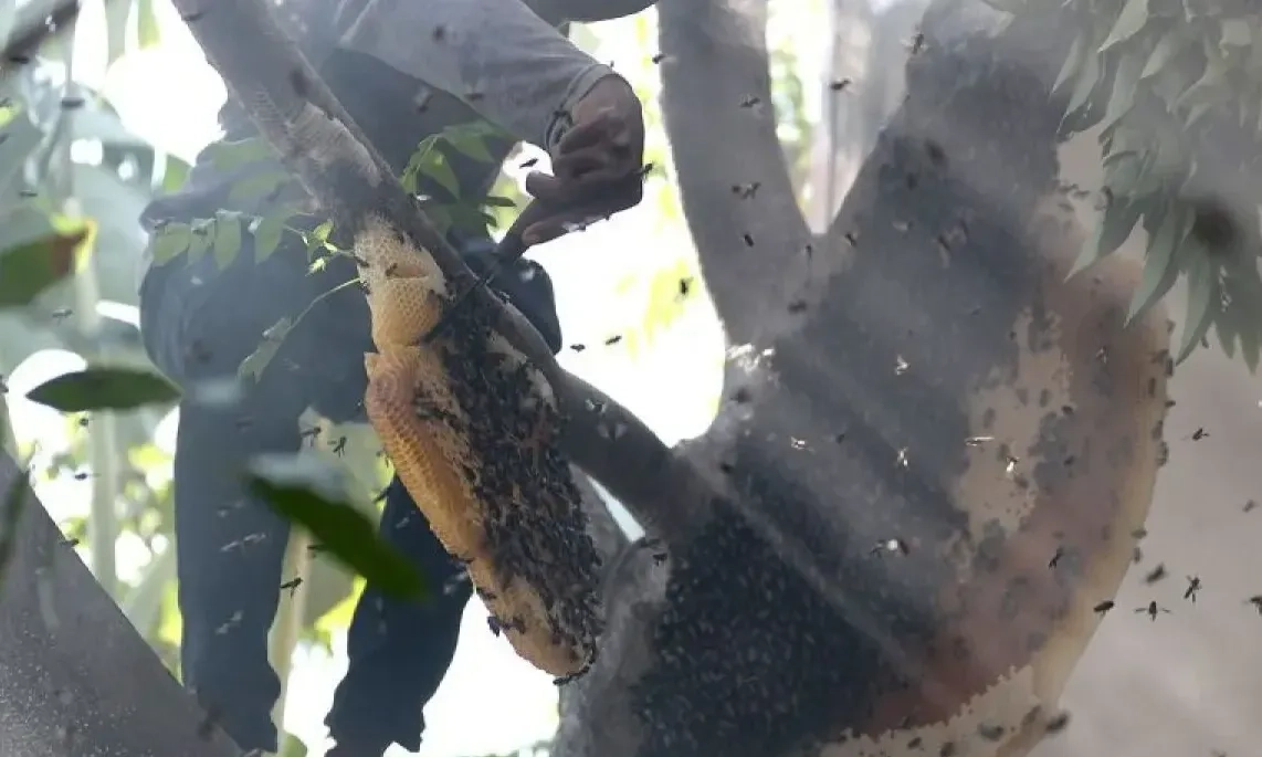 <p>Peneliti IPB Serukan Pentingnya Jaga Populasi Lebah</p>