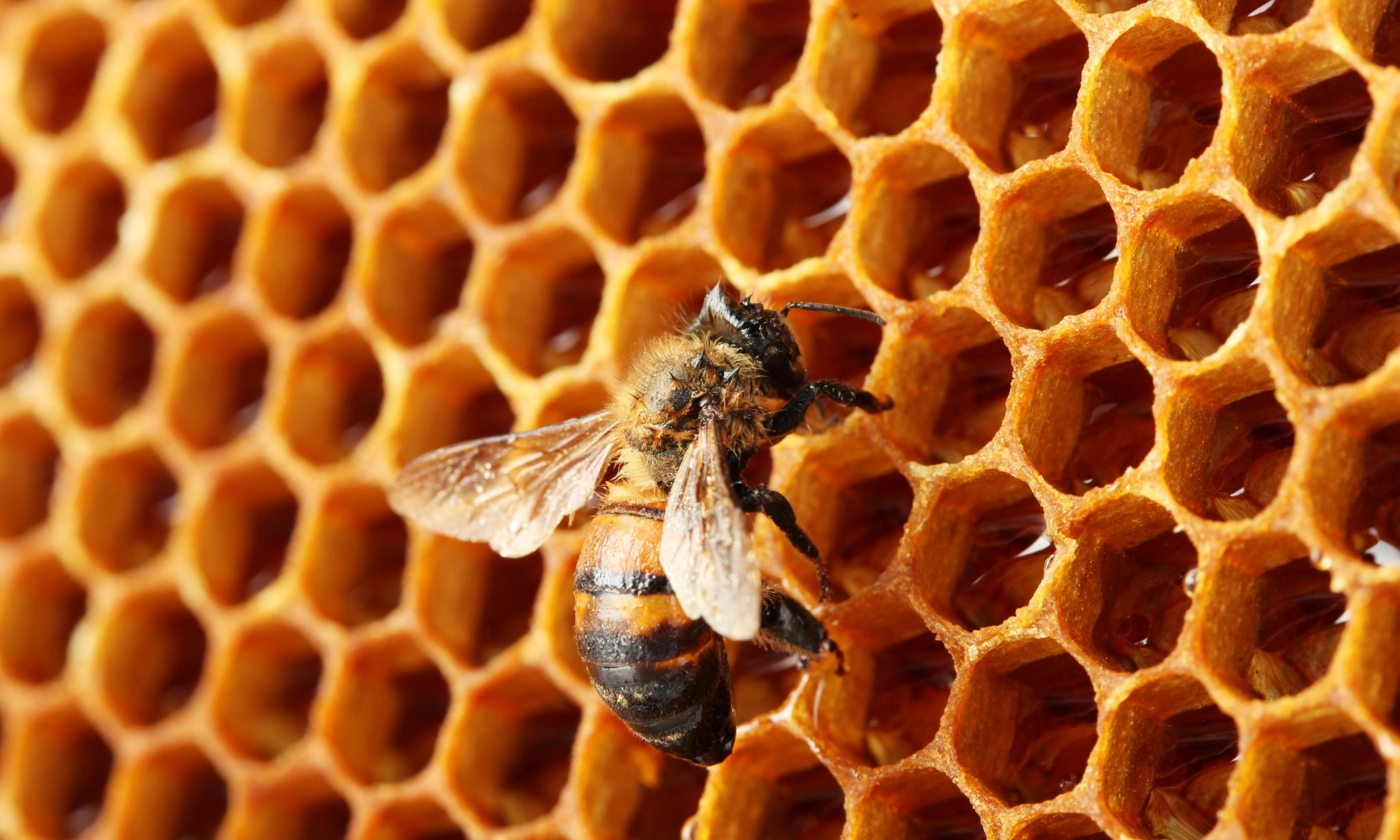 <p id="isPasted">World Bee Day Ingatkan Peran Penting Lebah Jaga Ketahanan Pangan</p>