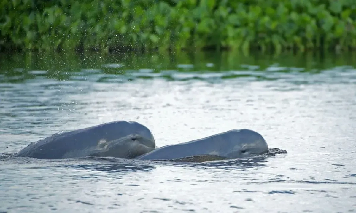 <p>Kutai Kartanegara Terbitkan<em>&nbsp;Beleid</em> Pelestarian Habitat Pesut Mahakam</p>