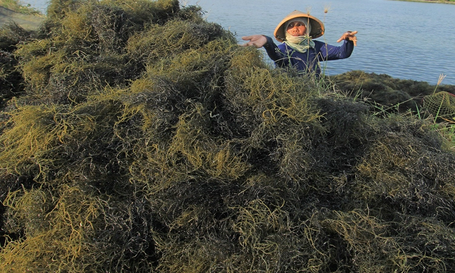 <p id="isPasted">Luhut Minta Pengusaha Lirik Potensi Hilirisasi Rumput Laut RI</p>