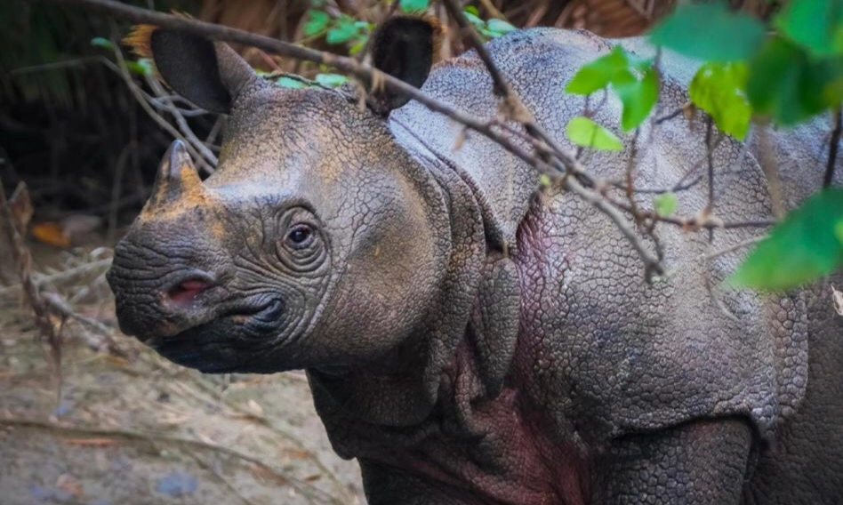 <p>KLHK Tangkap DPO Pemburu Badak Jawa</p>