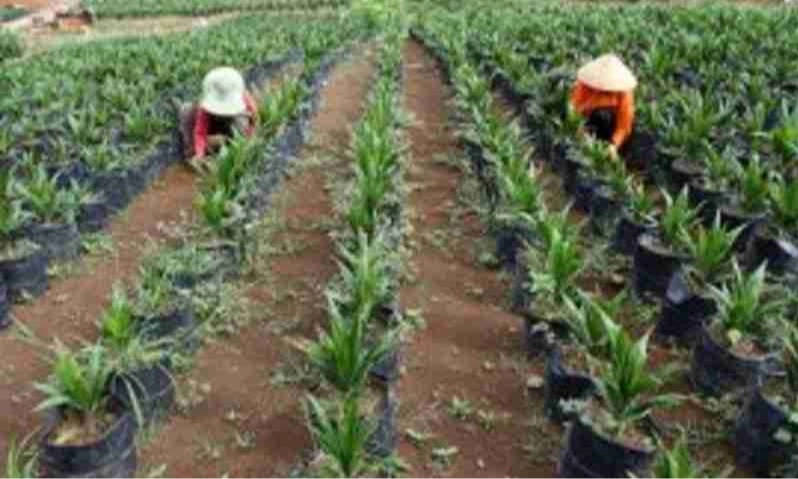 <p>BPDPKS Catat Penyaluran Dana PSR Capai Rp9,42 Triliun Pada Mei 2024</p>