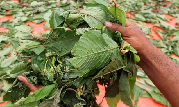 <p>Presiden Minta Kemenkes Teliti Manfaat Kratom&nbsp;</p>