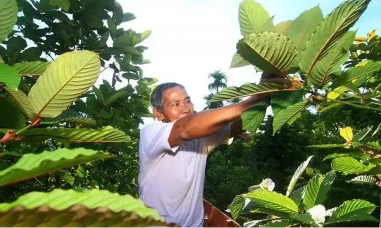 <p>Pemerintah Bahas Legalisasi Tanaman Kratom</p>