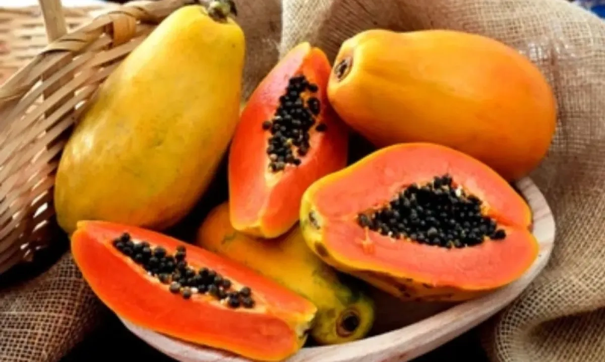 <p>Makan Pepaya Bisa Bantu Turunkan Kolesterol</p>