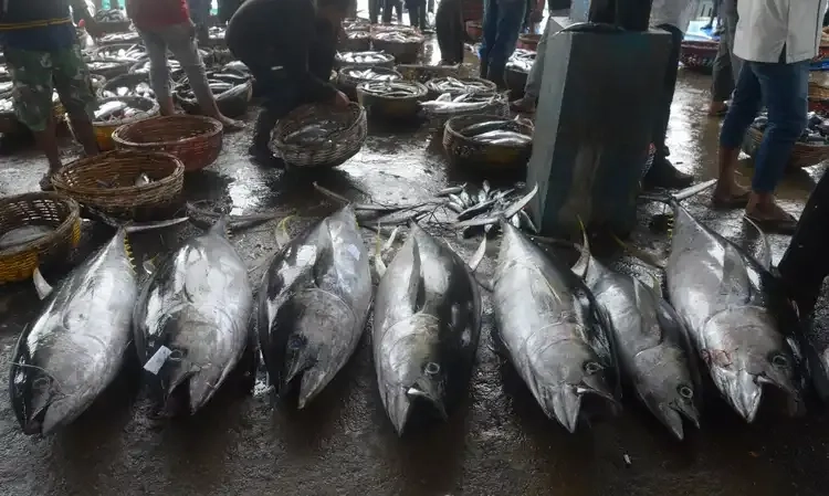 <p>Ini Sederet Cara KKP Dorong Pengelolaan Hulu Ikan Tuna</p>