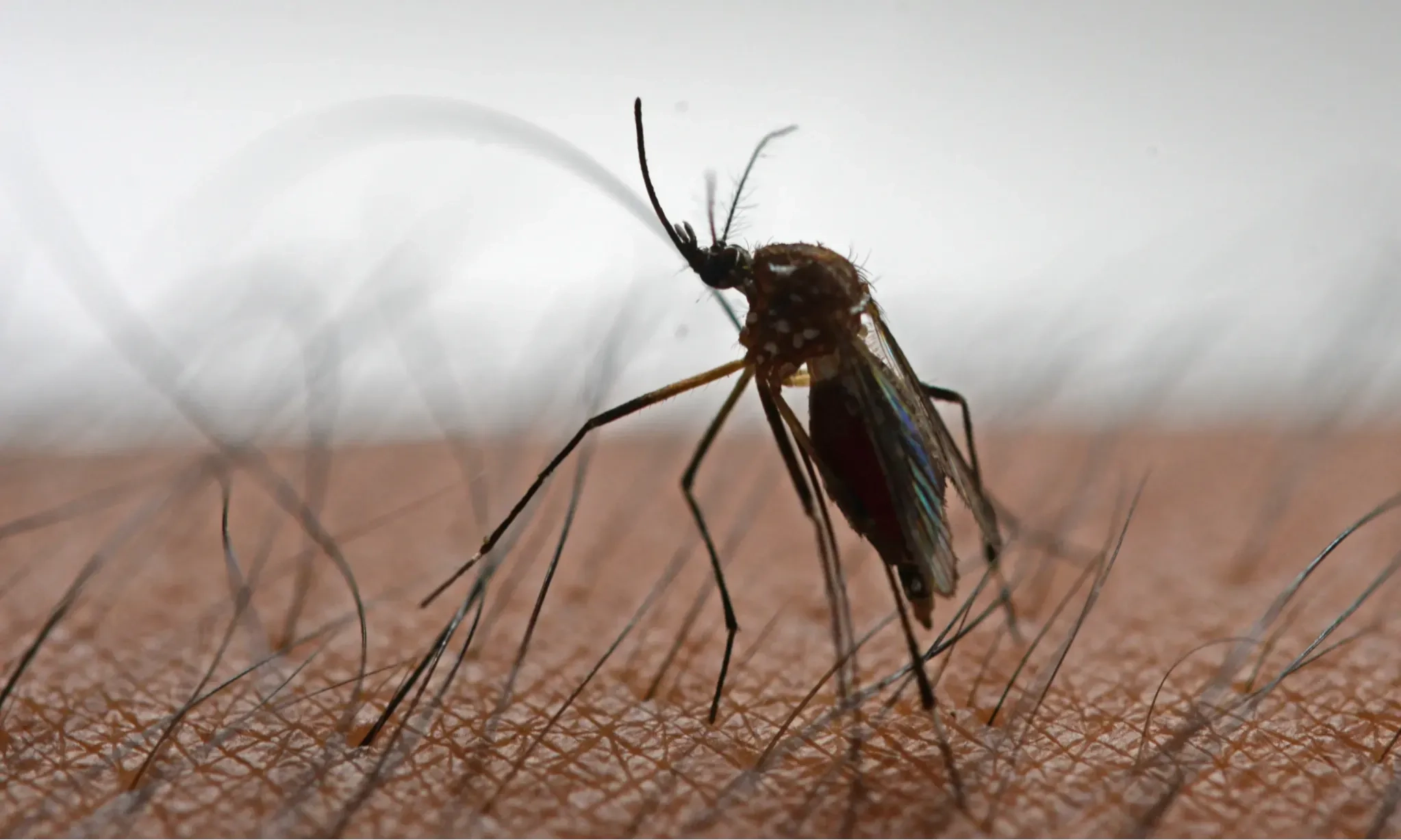 <p>Dinkes DKI Jakarta Survei Lepas Wolbachia Tekan DBD</p>