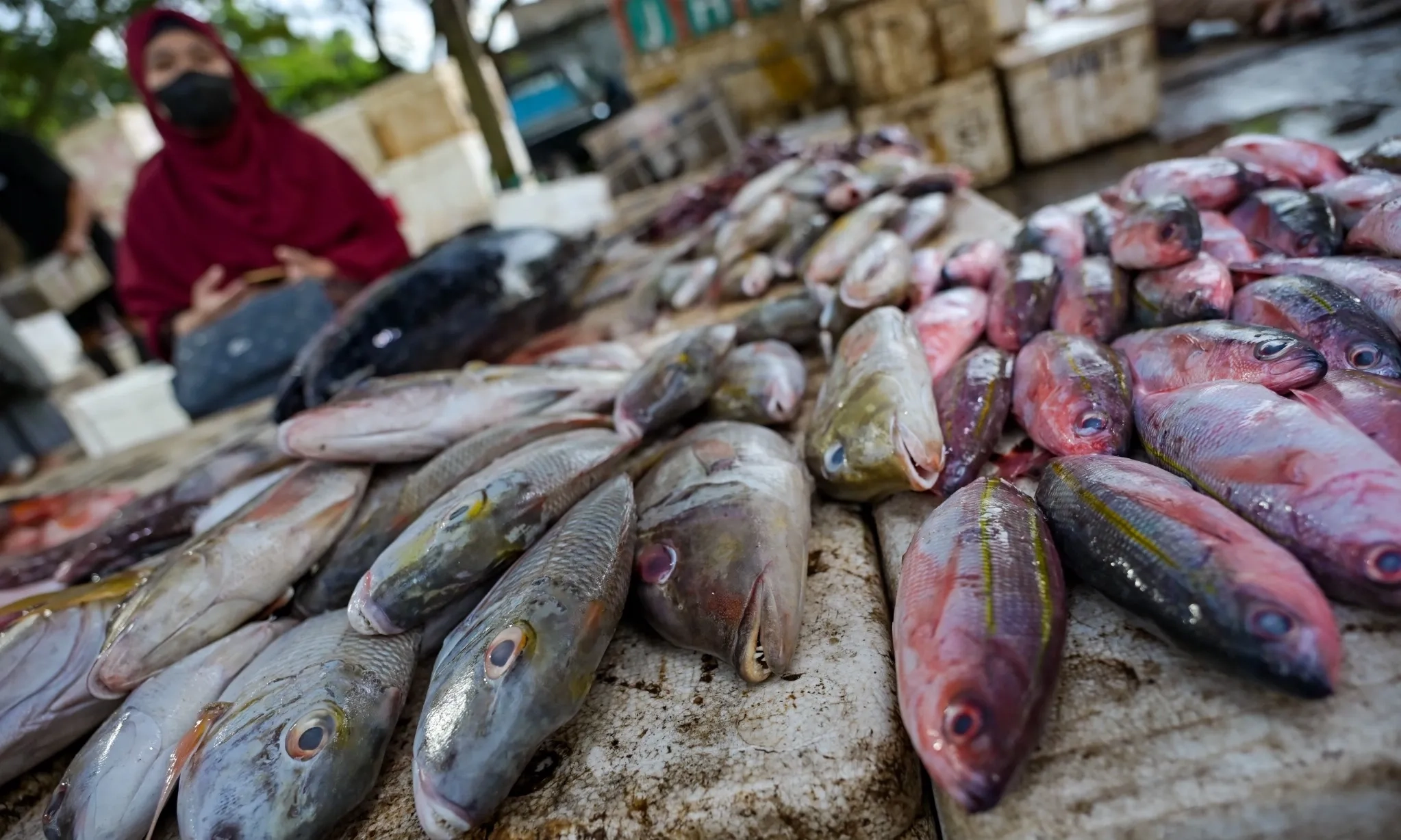<p id="isPasted">KKP: Standardisasi Mutu Ikan Untuk Keamanan Pangan</p>