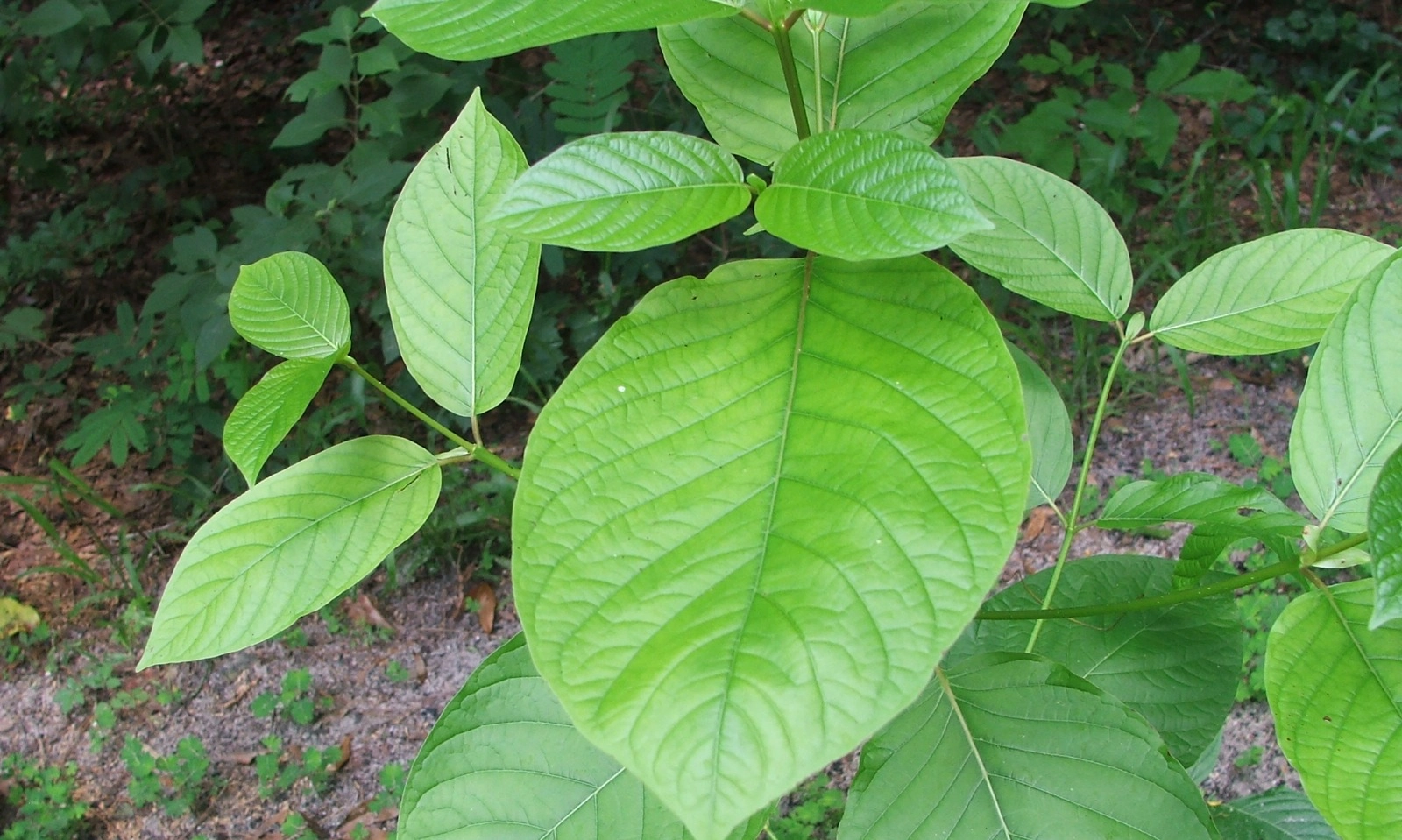 <p>Fakta Dan Manfaat Daun Kratom Si Tanaman Surga Dari Kalimantan</p>