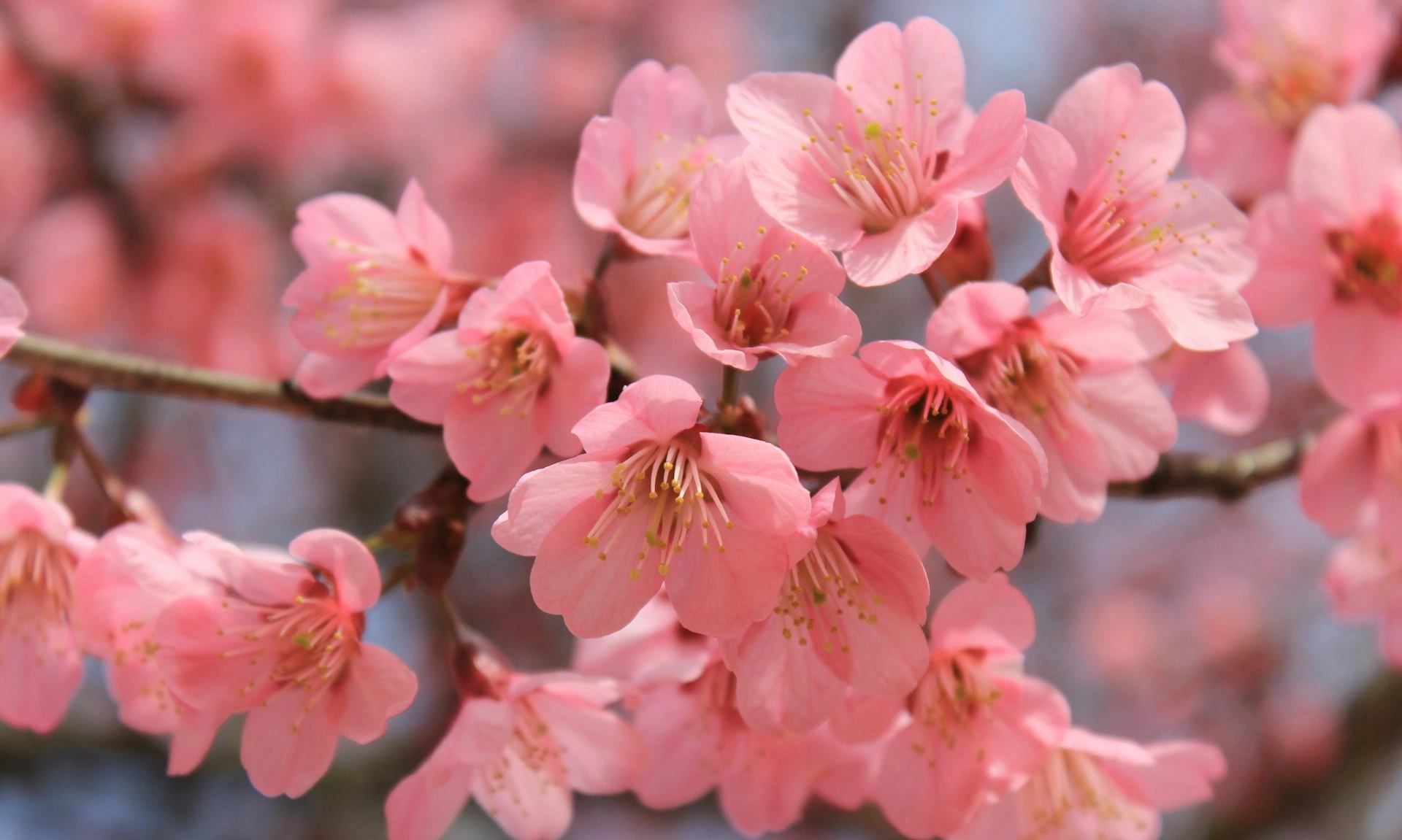<p>Menikmati Keindahan Bunga Sakura Di Kebun Raya Cibodas</p>