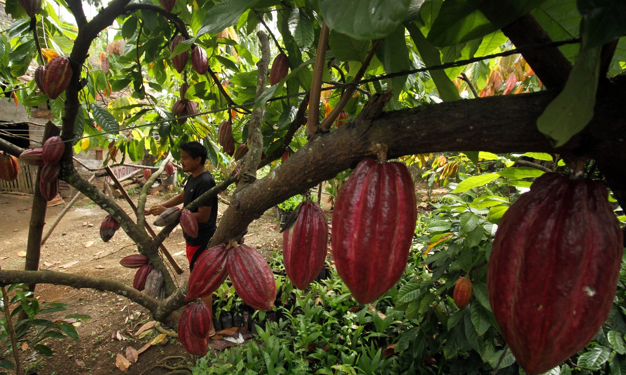 <p id="isPasted">Harga Kakao Non Fermentasi Naik Jadi Rp125.000/Kg</p>