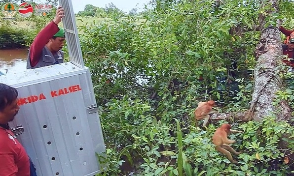 <p>Mengintip Habitat Tersembunyi Bekantan Di Pulau Kaget</p>