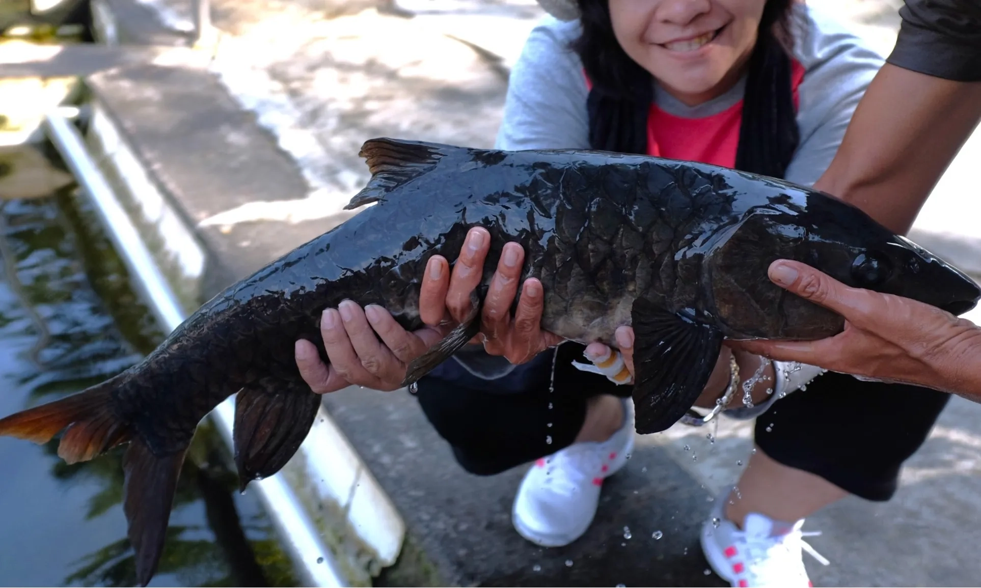 <p>Asal Mula Ikan Dewa Dikeramatkan Di Pemandian Cibulan</p>