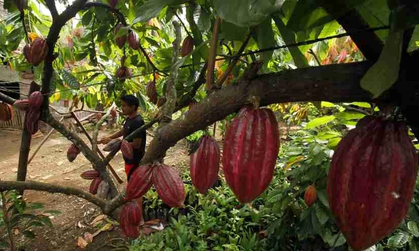 <p>Diatur BPDPKS, Asosiasi Optimistis Produktivitas Kakao Meningkat</p>