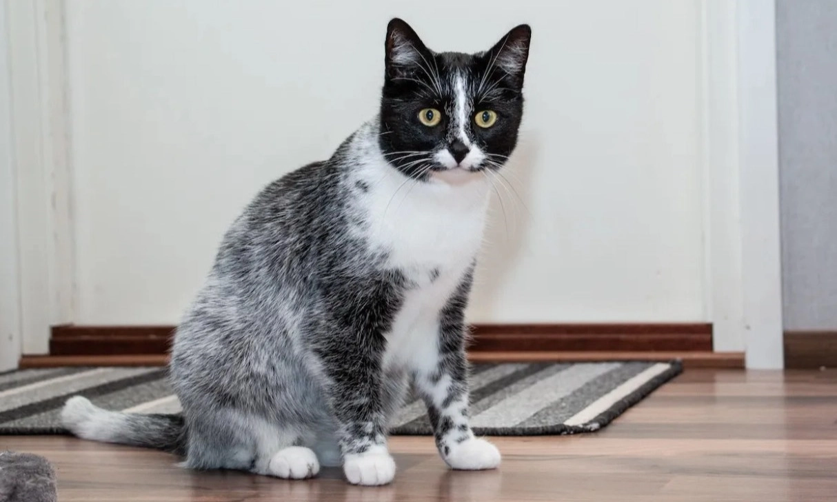 <p>Salmiak, Variasi Corak Baru Kucing Dari Genetik Spesifik</p>