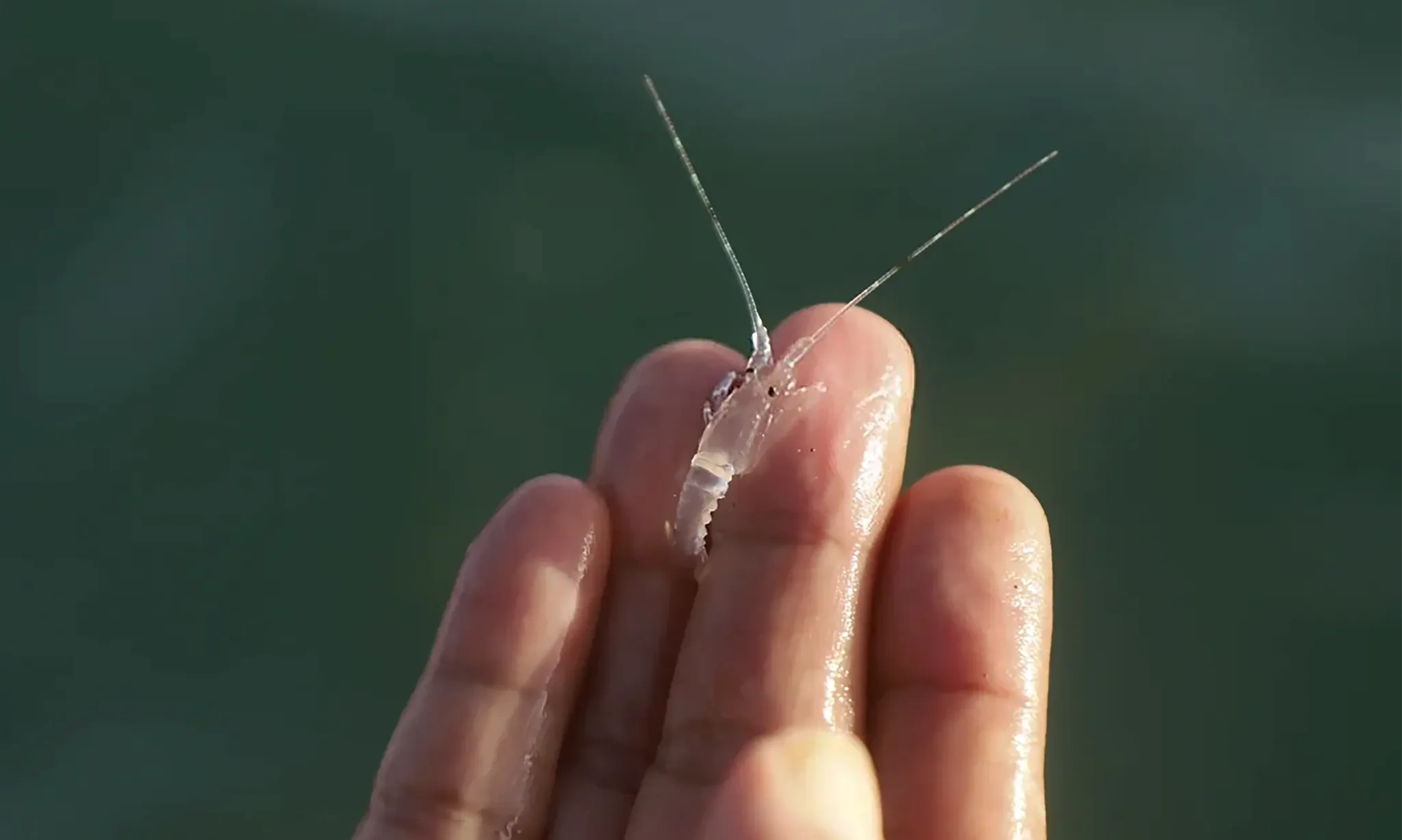 <p id="isPasted">KKP Setor PNBP Rp3,6 Miliar Dari Budidaya Lobster Di Dalam Negeri</p>