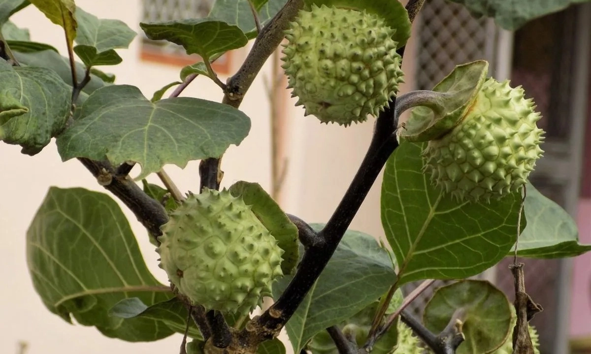 <p>Pakar Bagi Cara Mengatasi Dampak Negatif Kecubung</p>