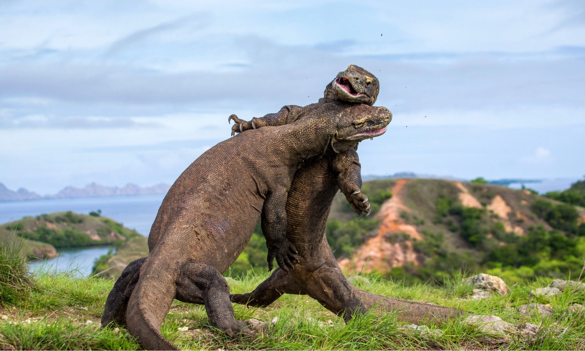<p>Penutupan Taman Nasional Komodo Untuk Wisata Labuan Bajo Yang Lebih Berkelanjutan</p>