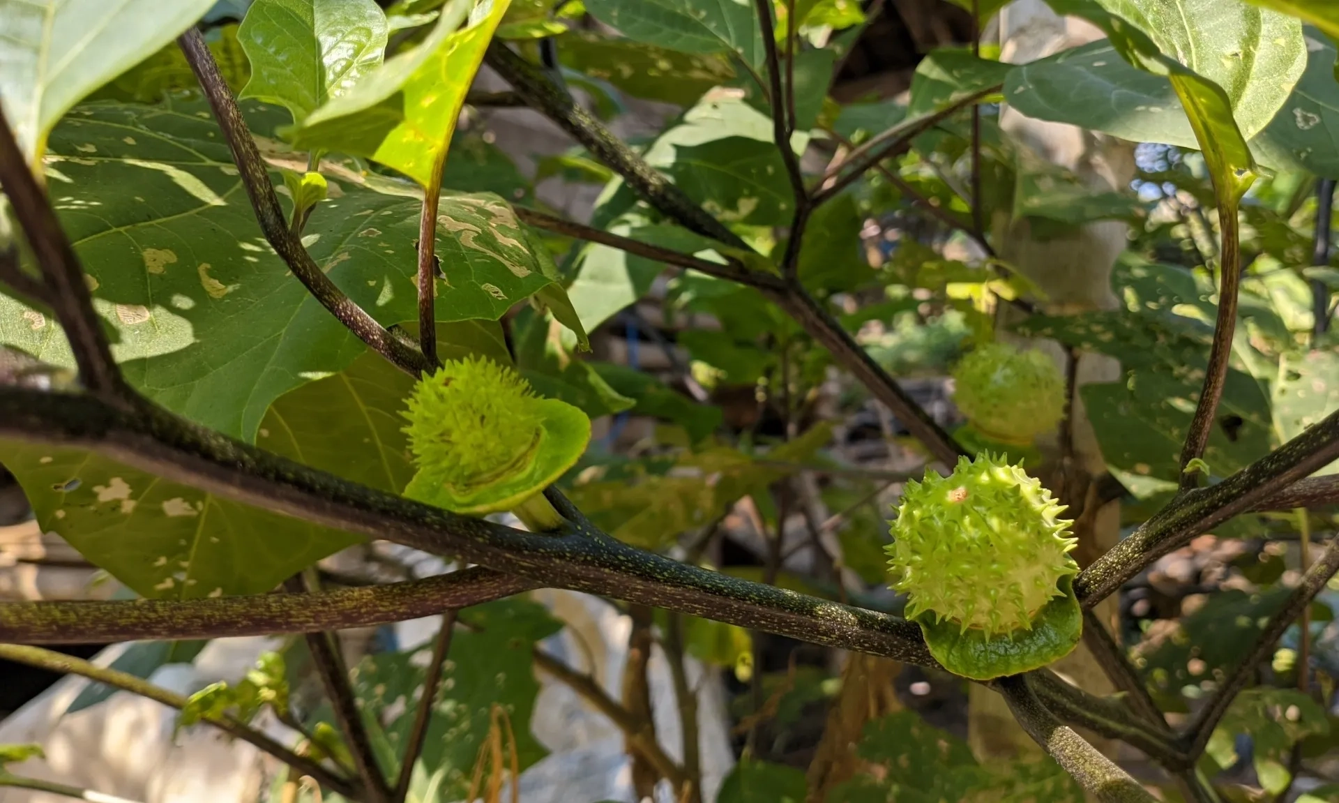 <p>Dokter Sebut Konsumsi Kecubung Lebih Berbahaya Dari Ganja</p>