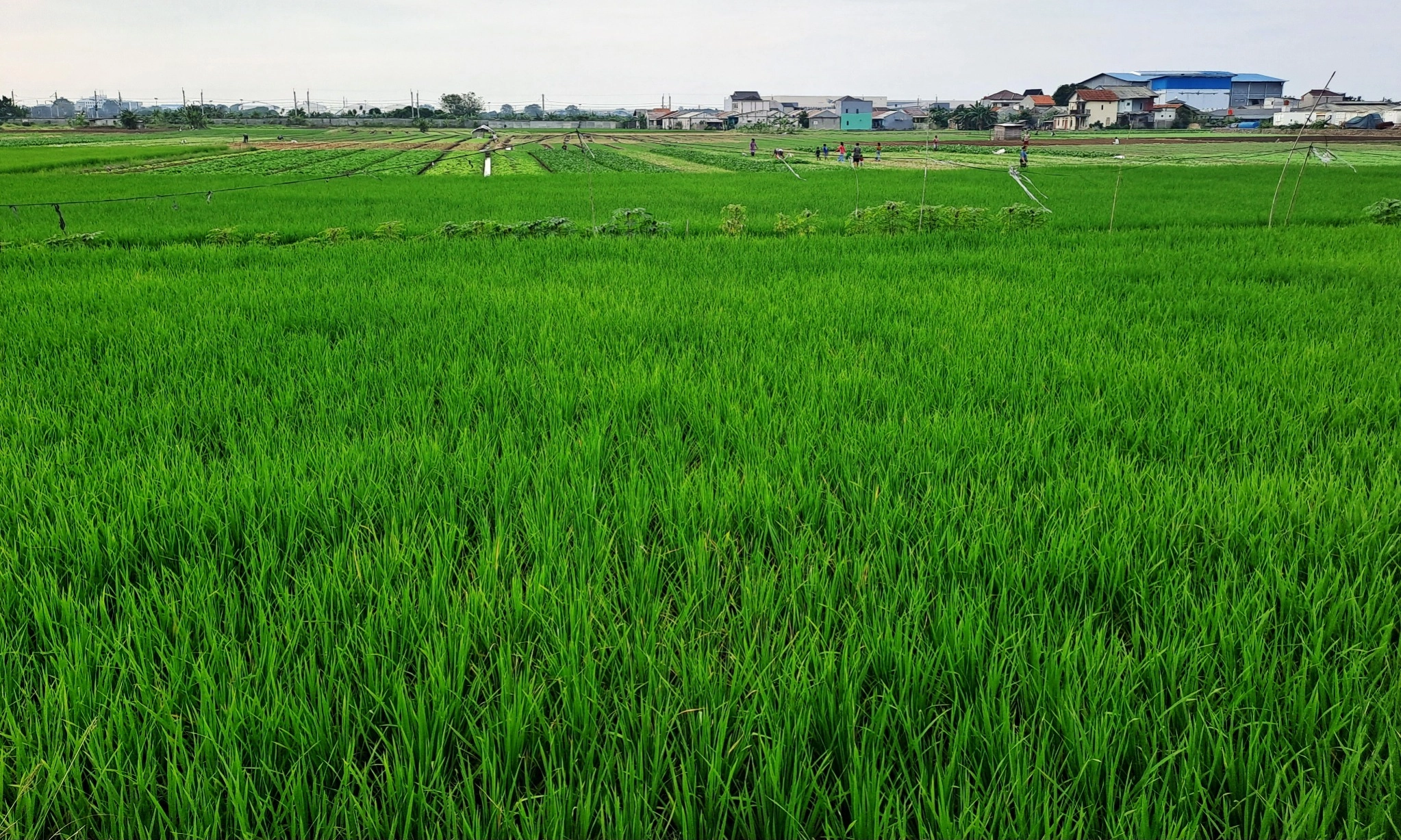 <p>Pemerintah Trenggalek Berhasil Kembangkan Pertanian Lahan Kering</p>
