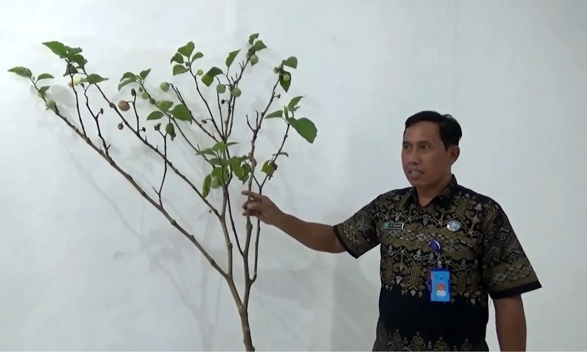 <p>BRIN Sebut Konsumsi Kecubung Dapat Sebabkan Kematian&nbsp;</p>