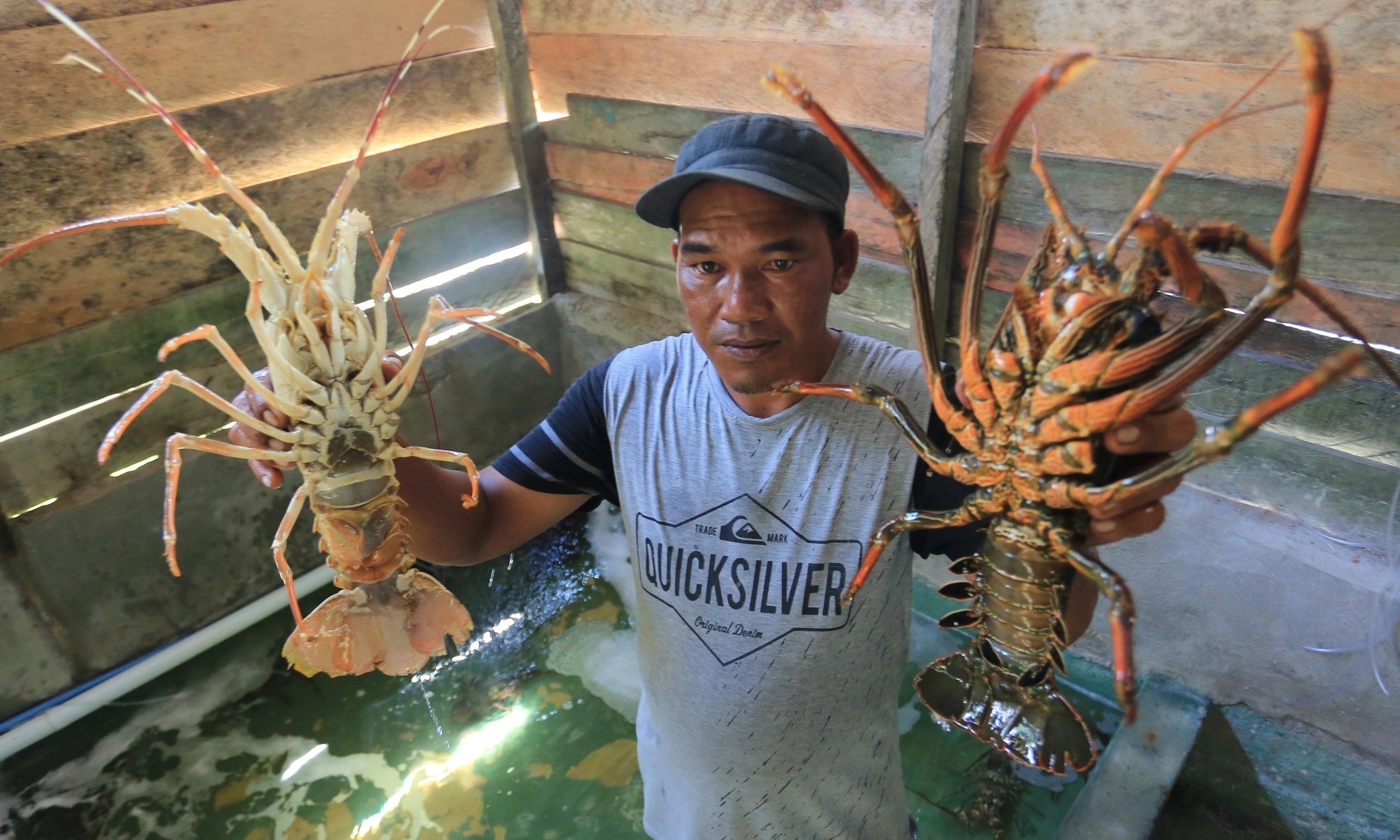 <p id="isPasted">PNBP dari Budi Daya Lobster Tembus Rp3,6 Miliar</p>