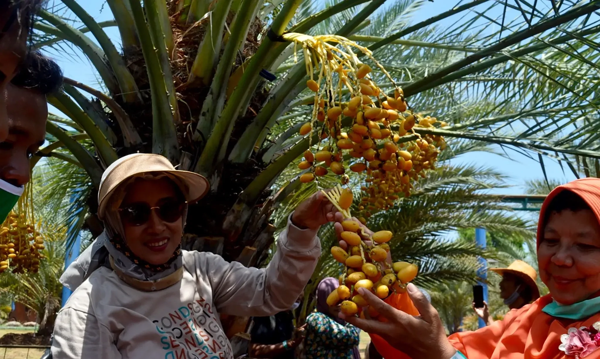 <p>Mendorong Wisata Halal Di Pasuruan Lewat Budidaya Pohon Kurma</p>