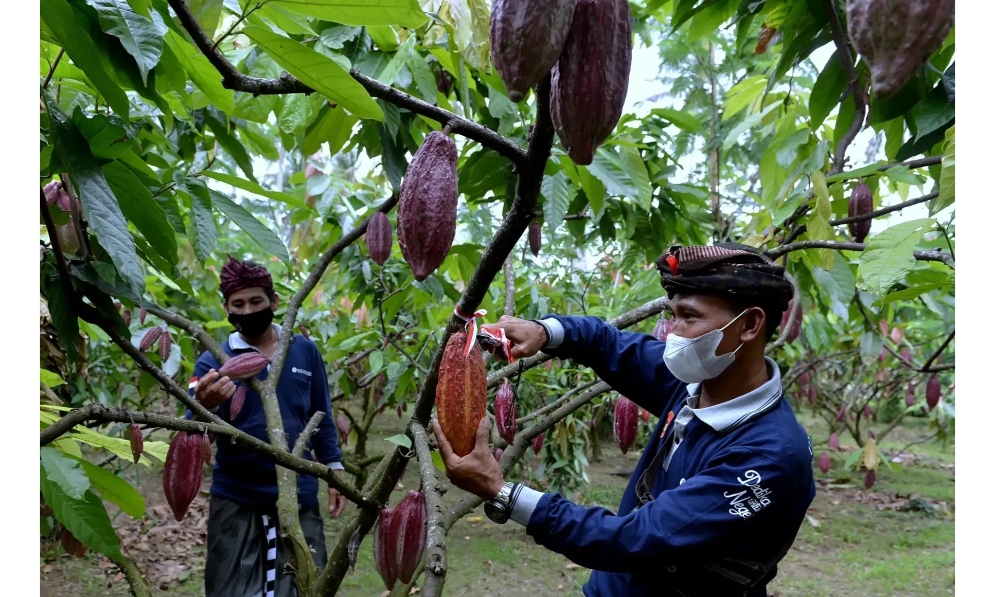 <p>Ikhtiar Mengembalikan Kejayaan Kakao Nusantara</p>