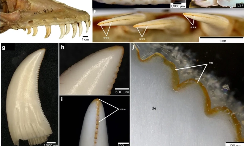 <p>Ahli Temukan Fakta Gigi Komodo Punya Lapisan Besi</p>