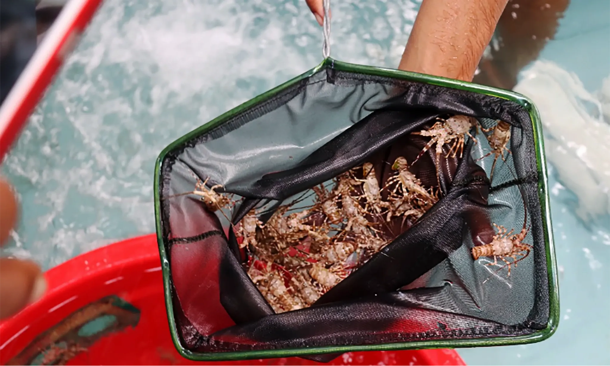 <p>KKP: Ada 22 Upaya Penyelundupan BBL Sepanjang Semester I</p>