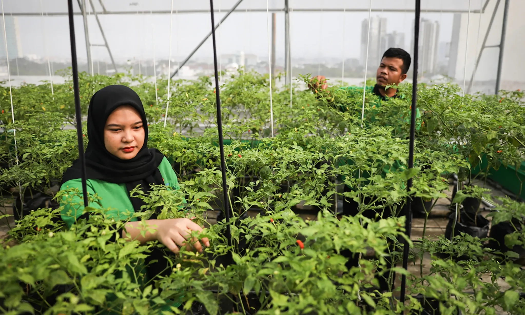 <p>Pasar Mayestik Jadikan Atap Untuk <em>Urban Farming</em></p>