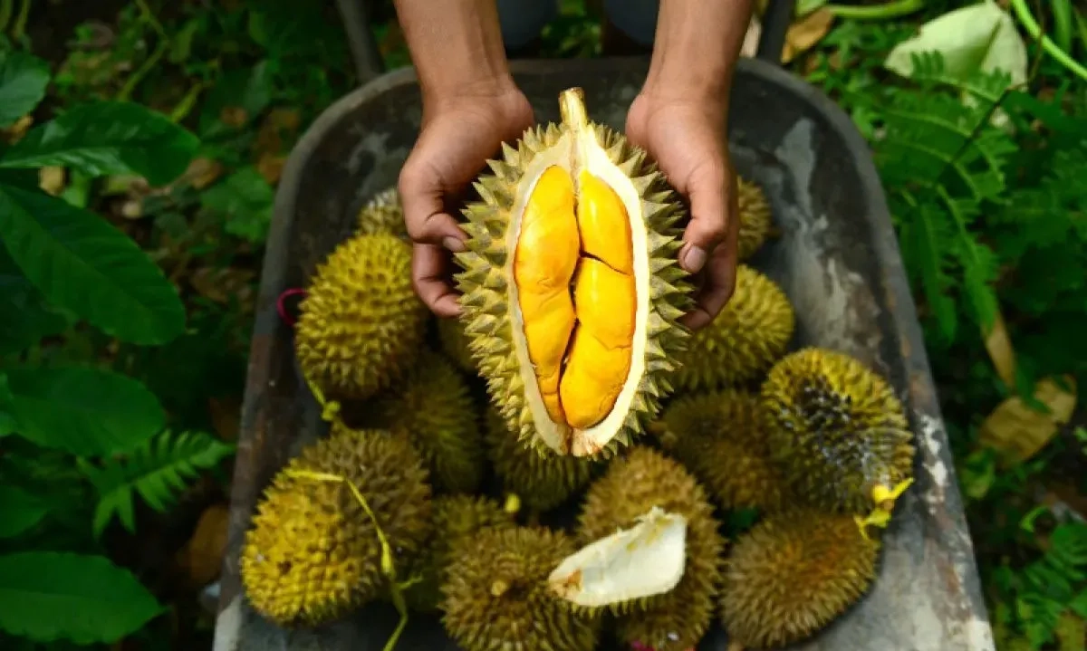 <p id="isPasted">BPS Ungkap Ekspor Durian Asal Indonesia Tembus Rp816 Juta</p>