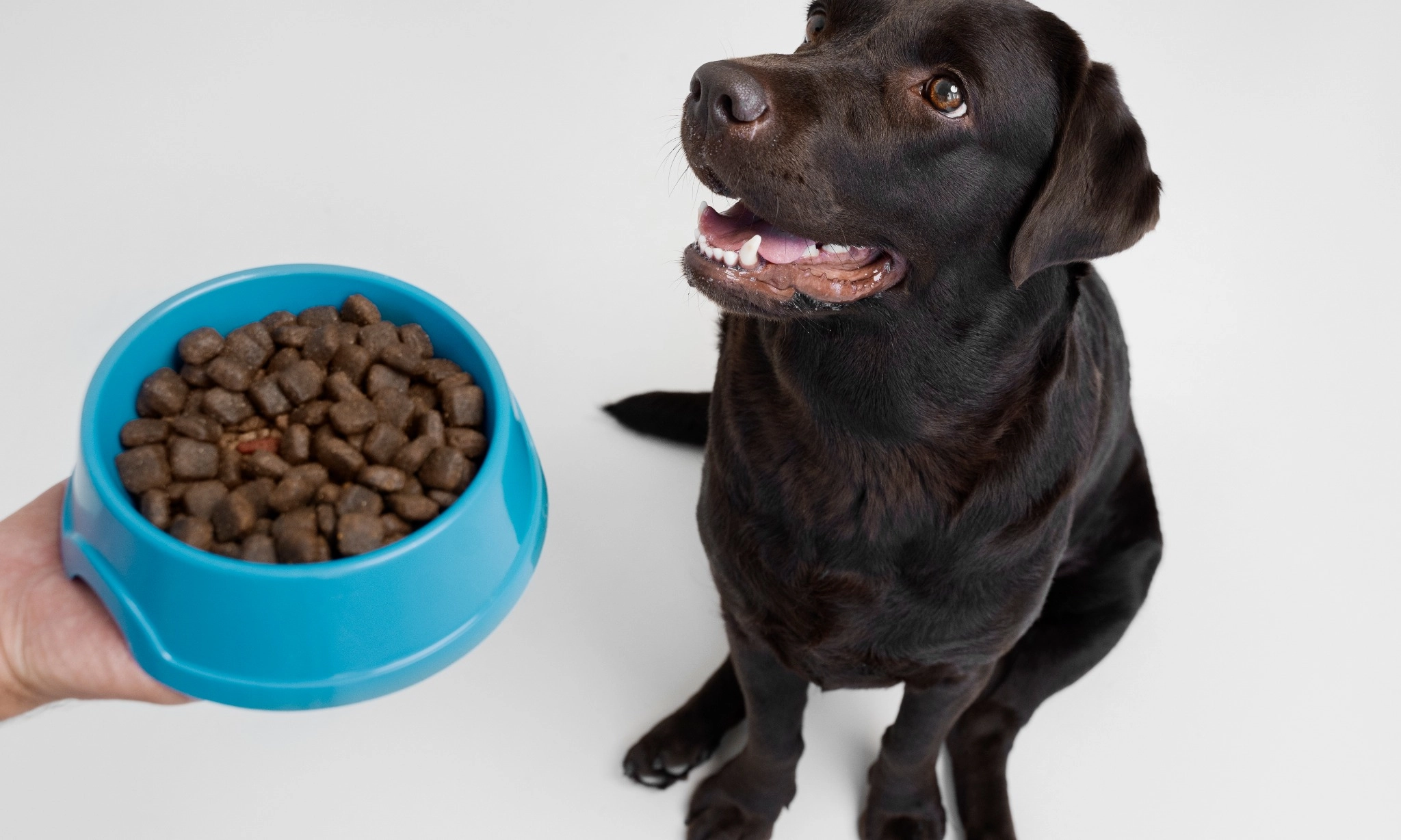 <p>Hari Anjing Sedunia, Ternyata Anabul Juga Butuh Asupan Nutrisi Lengkap</p>