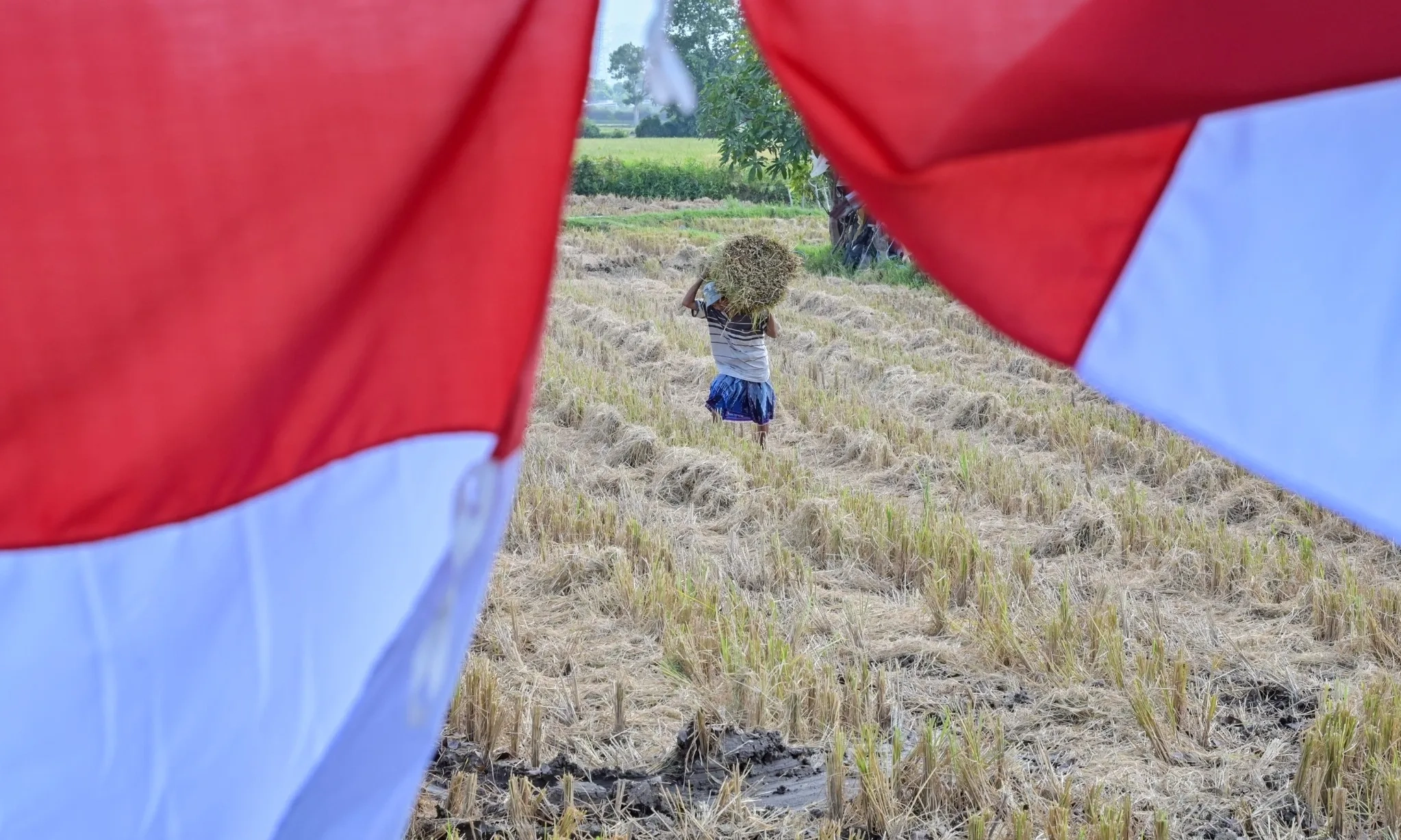 <p id="isPasted">(Masih) Mengejar Mimpi Ketahanan Pangan</p>