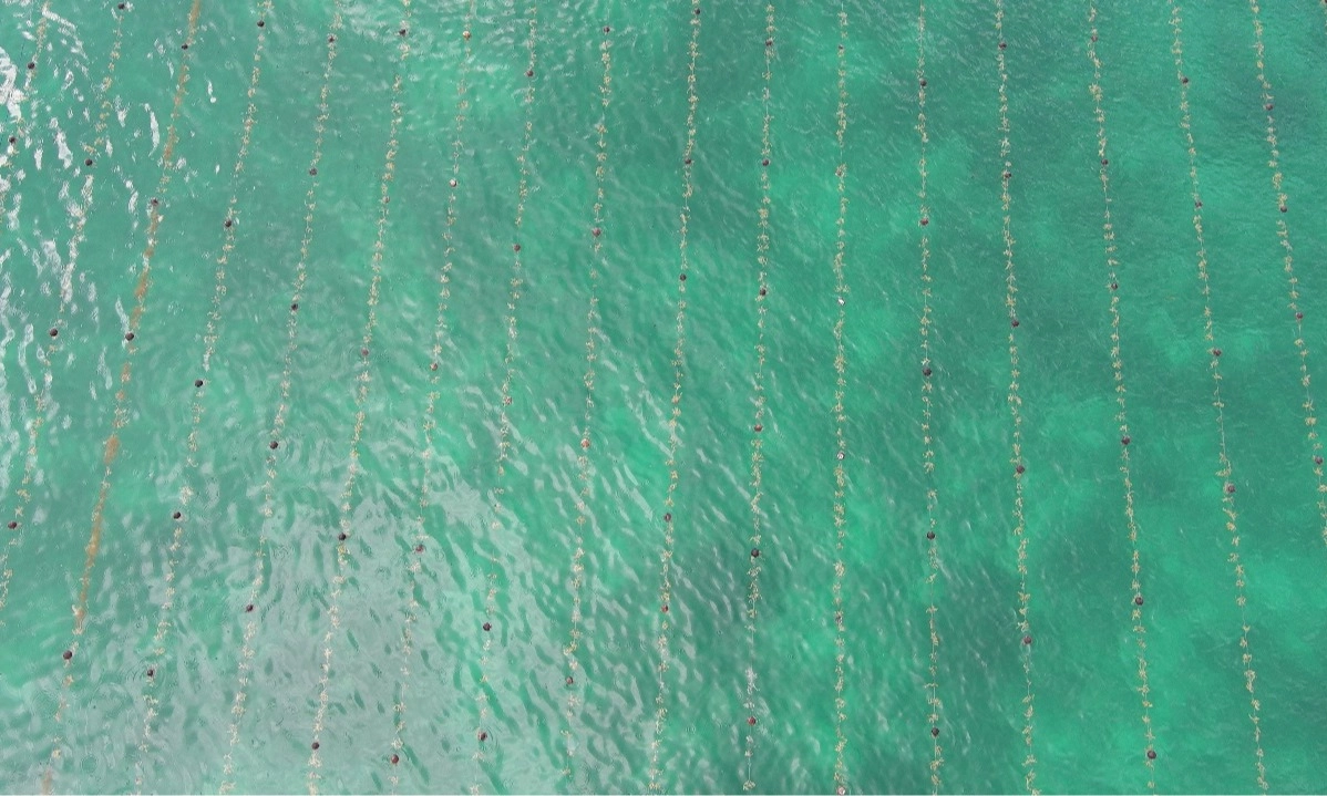 <p id="isPasted">KKP Bangun Modeling Budidaya Rumput Laut 50 Ha di Rote Ndao</p>