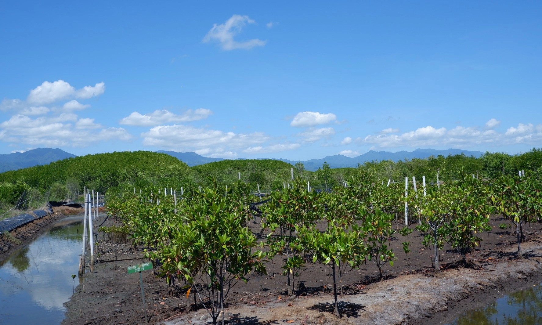 <p>Pelestarian Mangrove Lewat Ekowisata Di Bali</p>