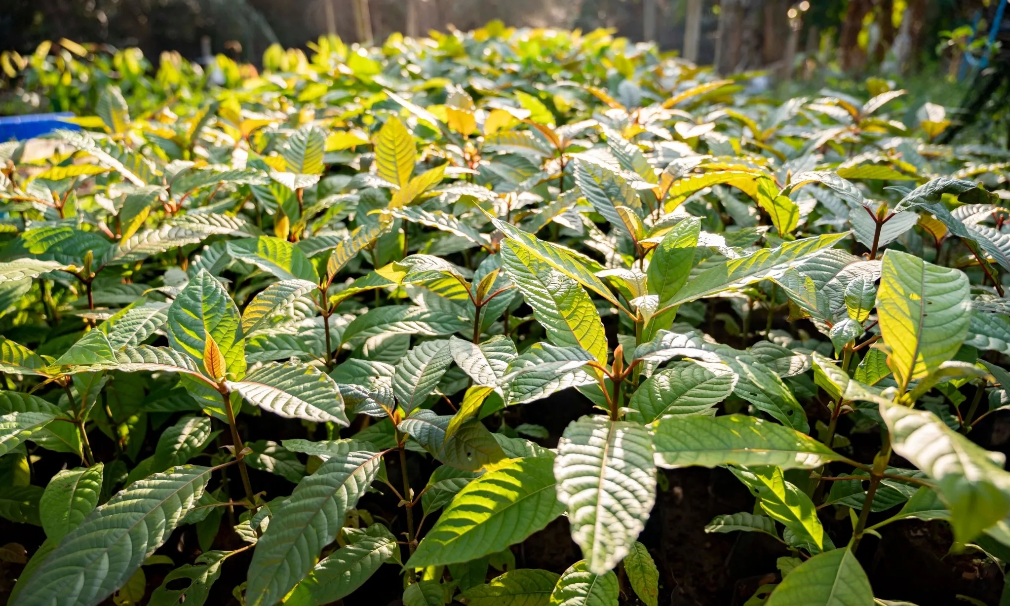 <p id="isPasted">Pemerintah Perbarui Aturan Tata Niaga Ekspor Kratom</p>