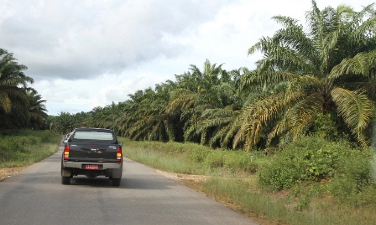 <p>Disbun Kaltim Ungkap Kebun Sawit Turunkan Emisi GRK</p>