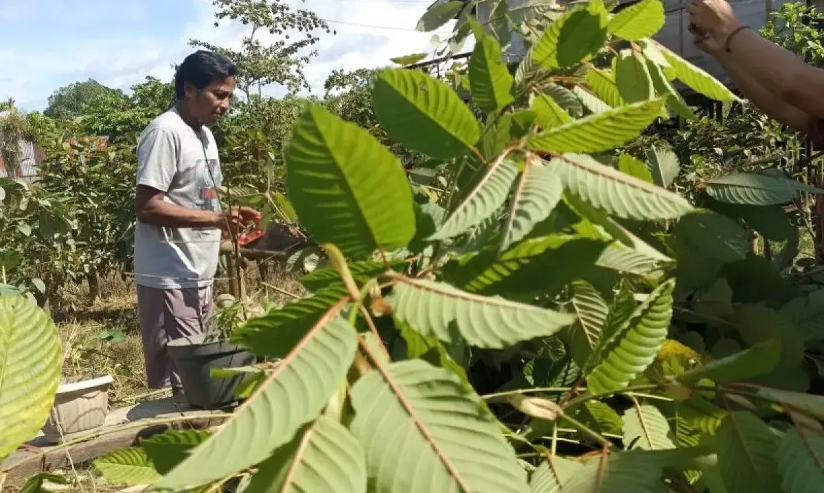 <p>Pemerintah Resmi Atur Tata Niaga Ekspor Kratom</p>