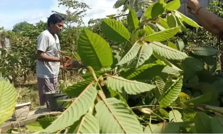 <p>Dorong Hilirisasi Kratom, Teten: Per Kilogram Bisa Rp90 Juta</p>