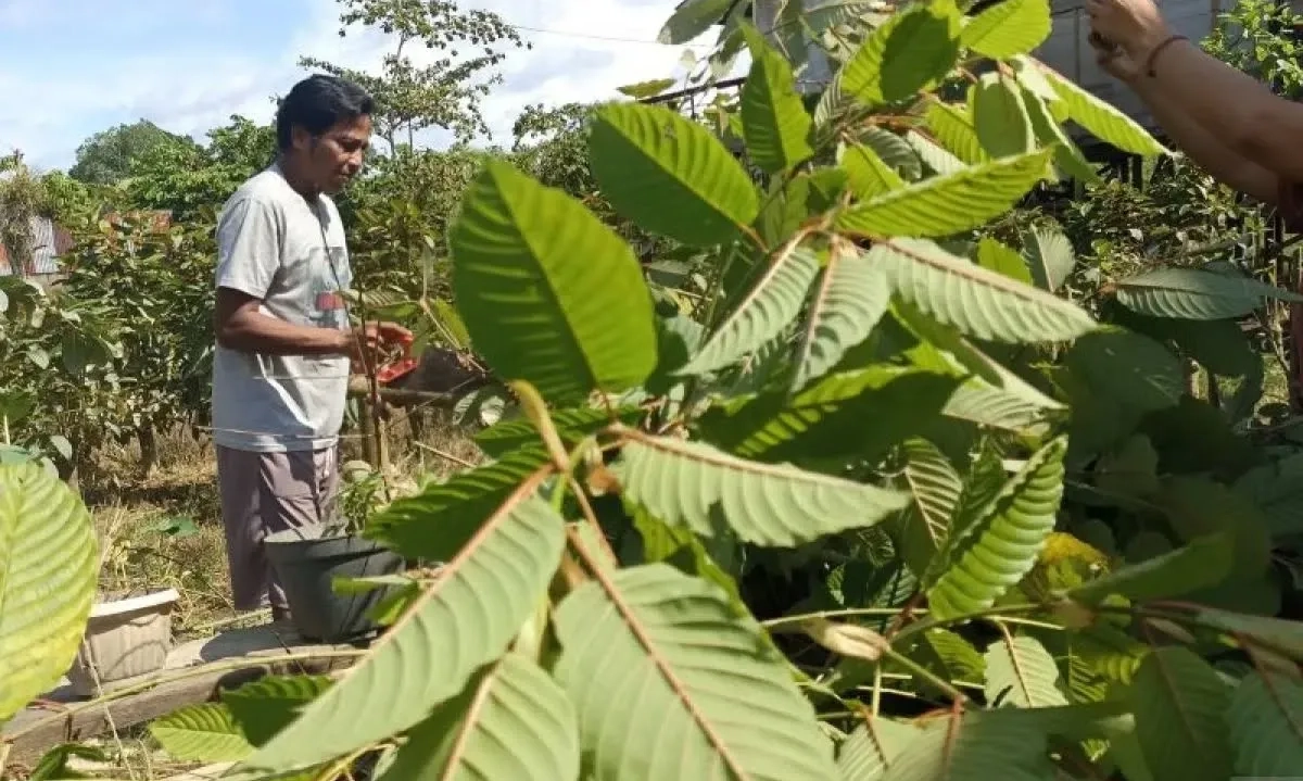 <p>BRIN Sebut Kratom Tunjukkan Sifat Antidiabetes</p>