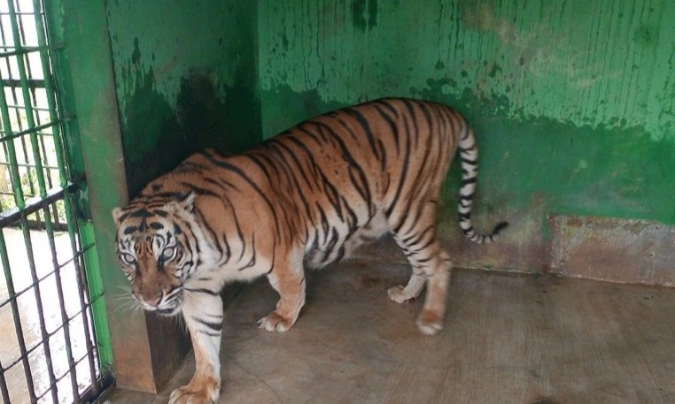 <p>6 Harimau Mati di Medan Zoo 2023-2024</p>