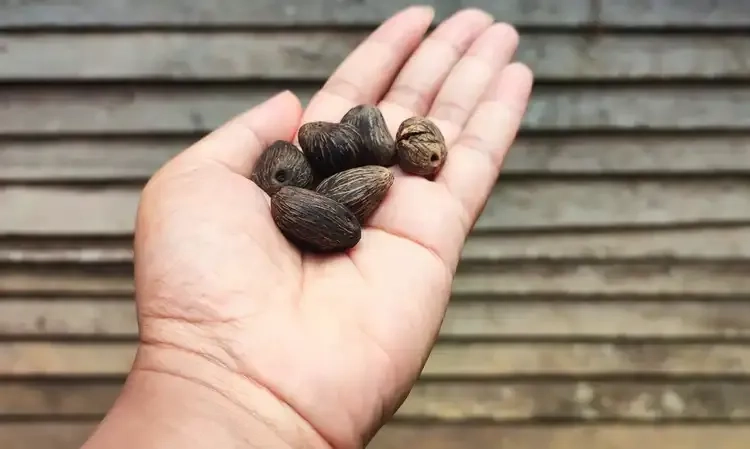 <p>Airlangga Lirik Cangkang Inti Sawit Jadi Sumber Energi Terbarukan</p>