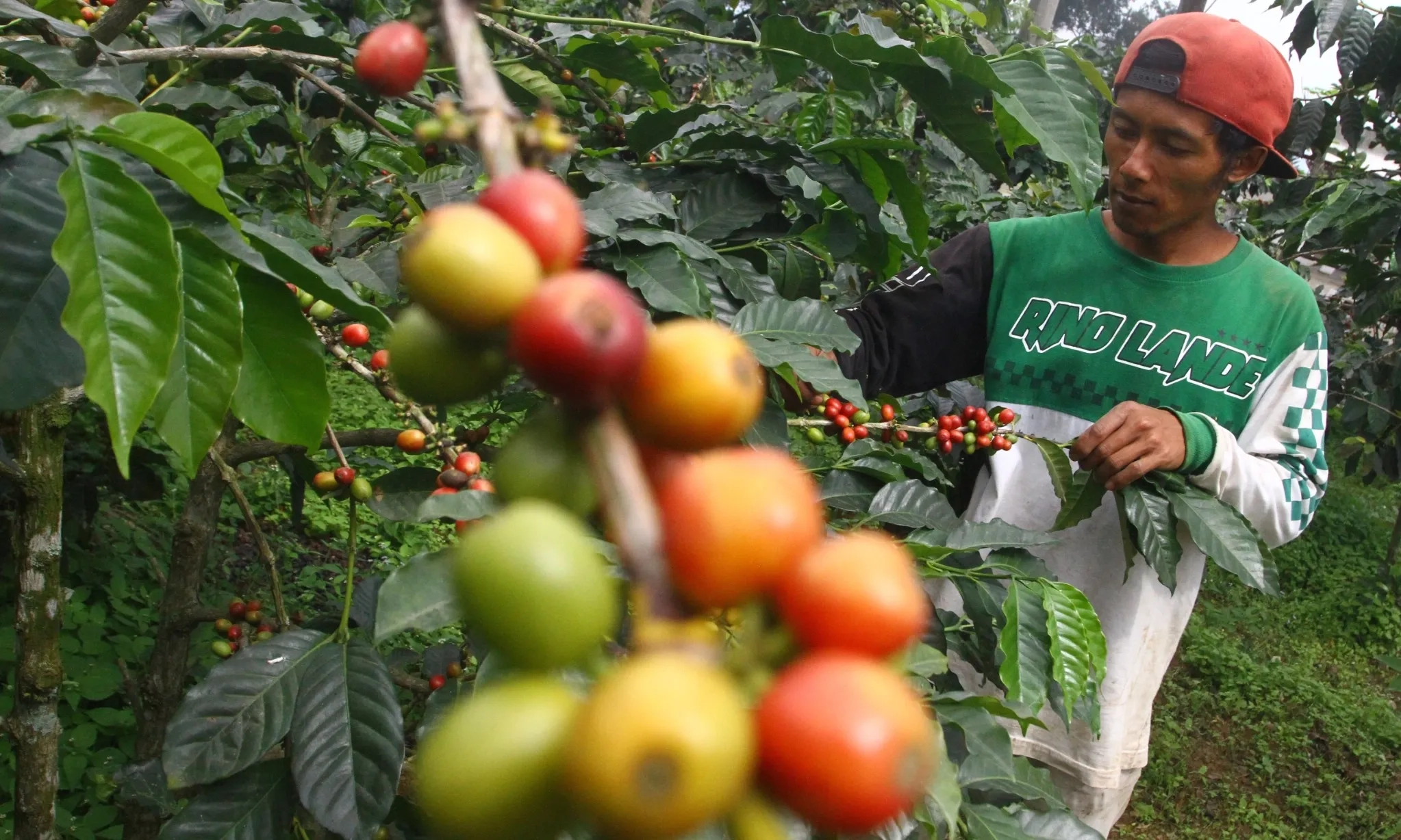 <p id="isPasted">Kemendag Beberkan Potensi Peningkatan Ekspor Kopi Indonesia</p>