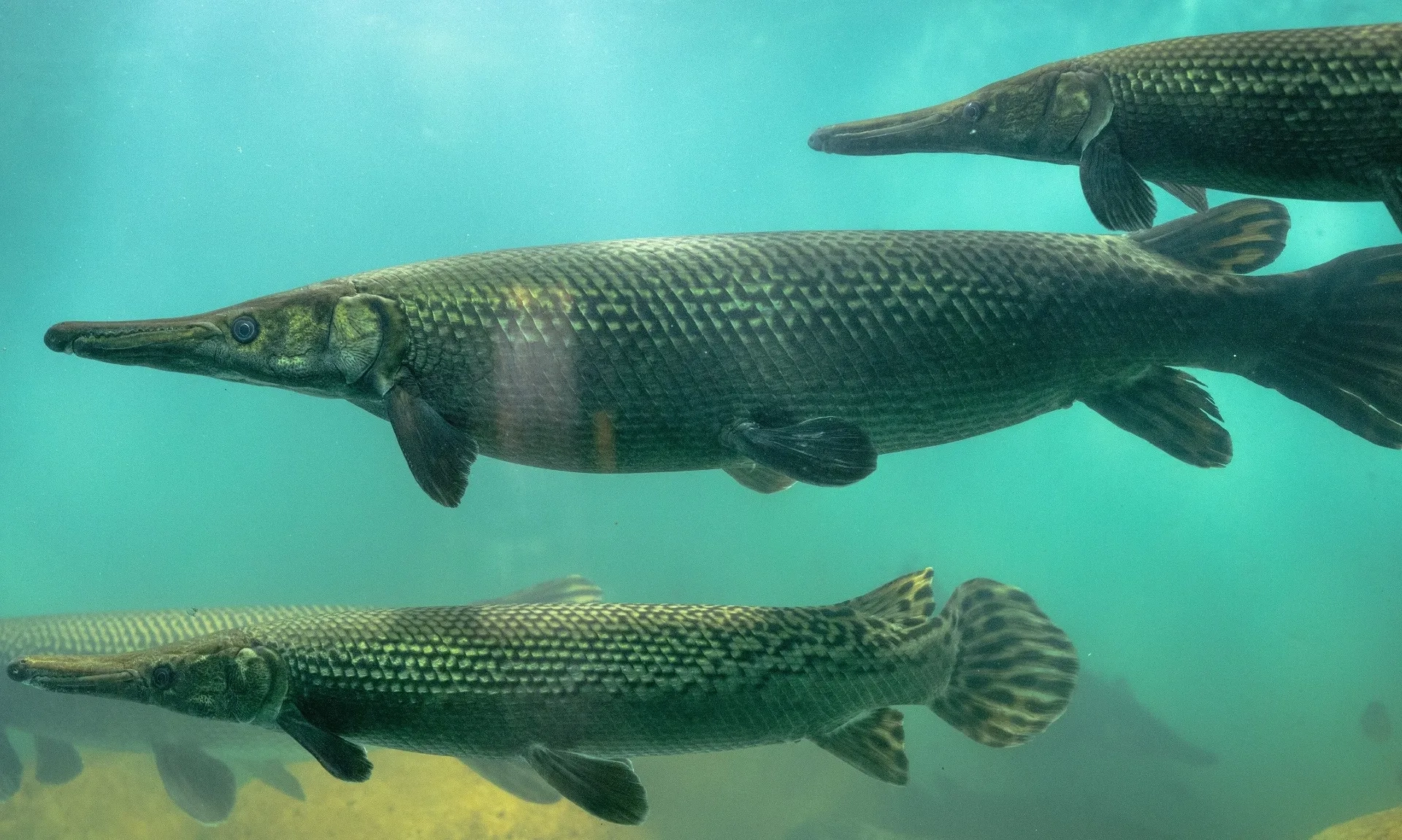 <p>Ikan Aligator, Ikan Air Tawar Purba Dengan Pertahanan Sisik Enamel</p>