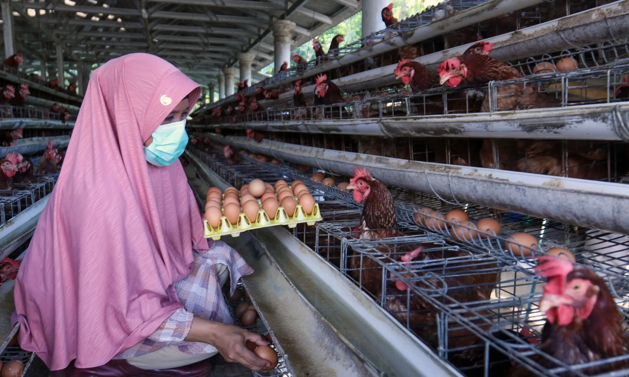 <p id="isPasted">Pengusaha Didorong Perluas Ekspor Di Tengah Surplus Produksi Unggas</p>